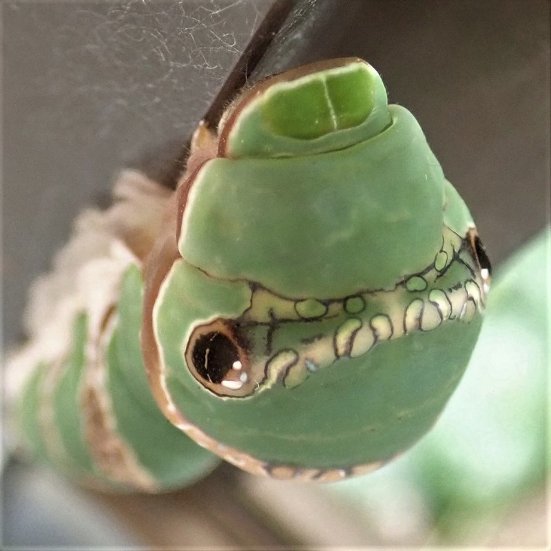 クロアゲハ幼虫　7260005 (2).JPG