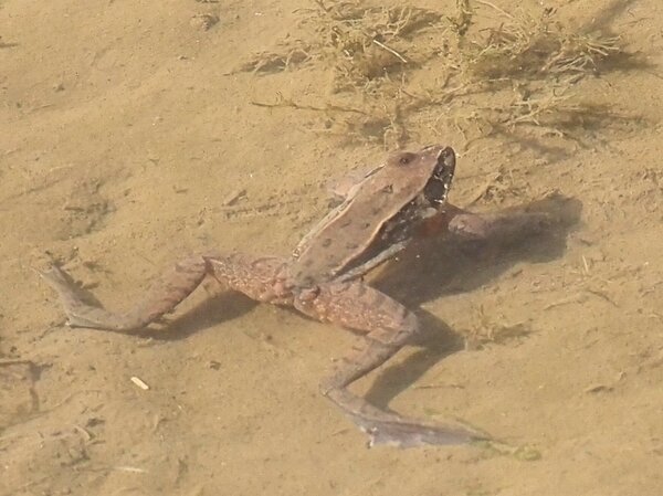 アカガエル　P2130012.JPG