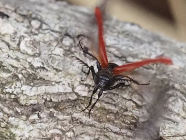 アカハネムシ　P4111856.JPG
