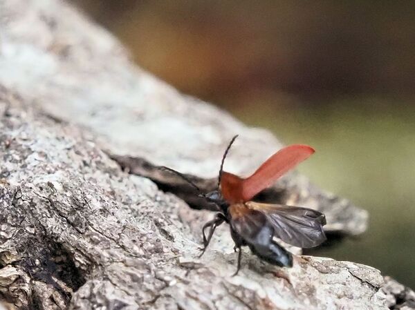 アカハネムシ P4111864.jpg