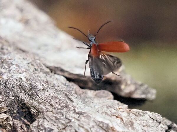 アカハネムシ P4111872.jpg