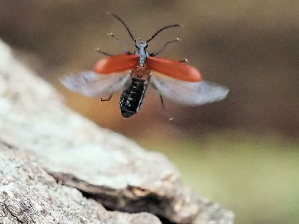 アカハネムシ P4111874.jpg