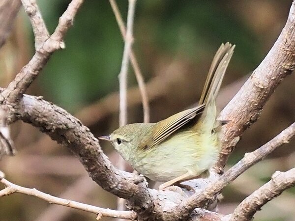 ウグイス　P2280057.JPG
