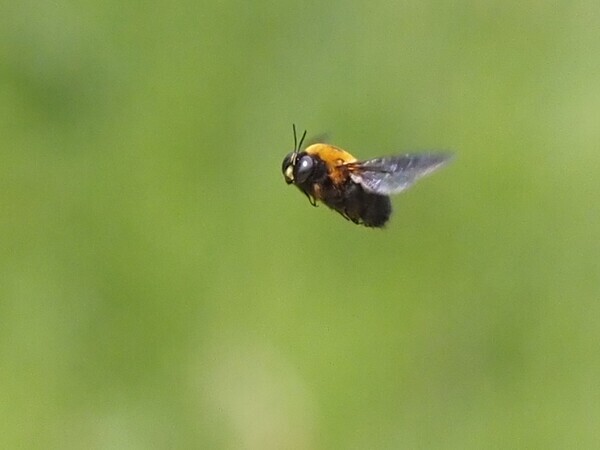 クマバチ　P4100293.JPG
