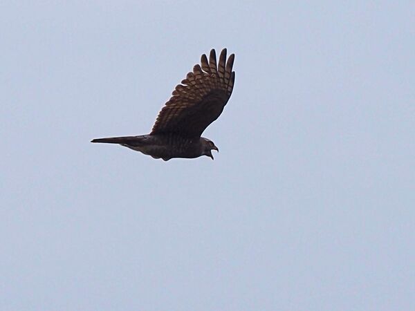 サシバ P4110486.jpg
