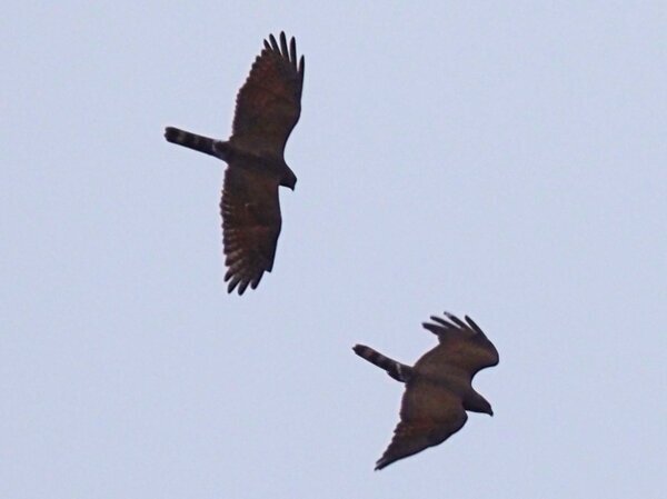 サシバ　P4110552.JPG