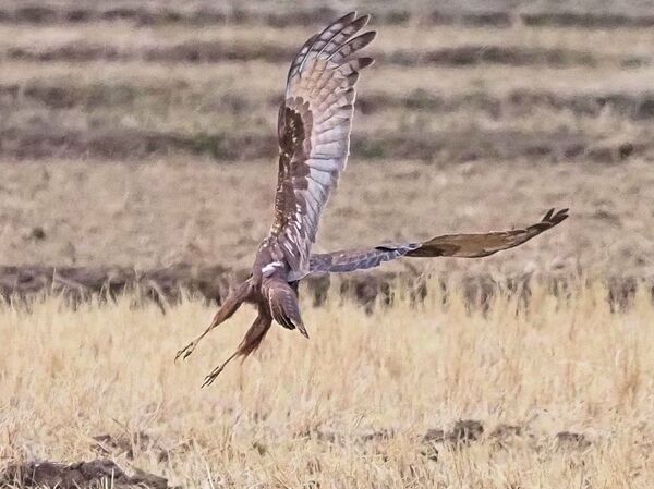 チュウヒ P2120721.jpg