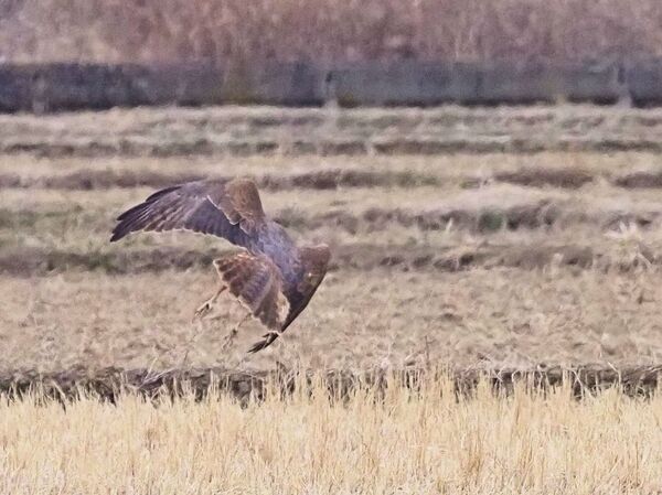 チュウヒ P2120723.jpg