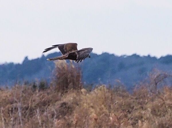 チュウヒ P2120754.jpg