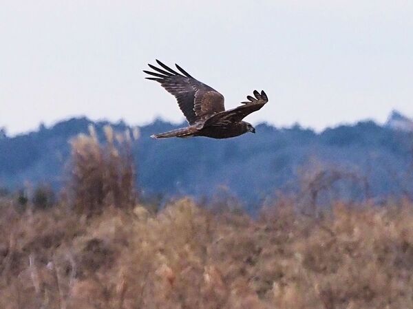 チュウヒ P2120755.jpg