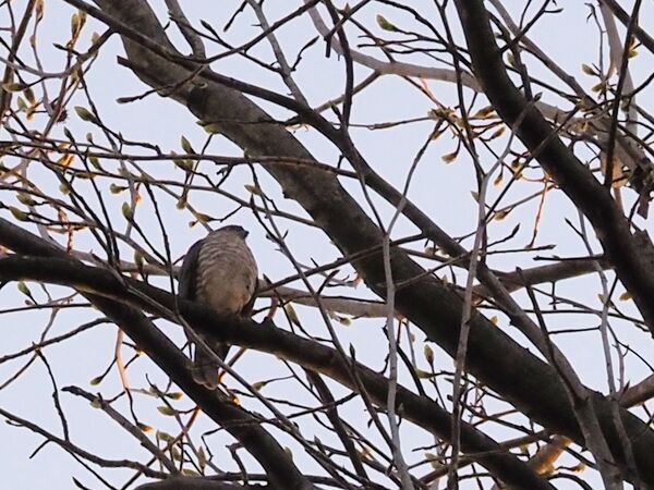 ツミ♀ P4090075.jpg
