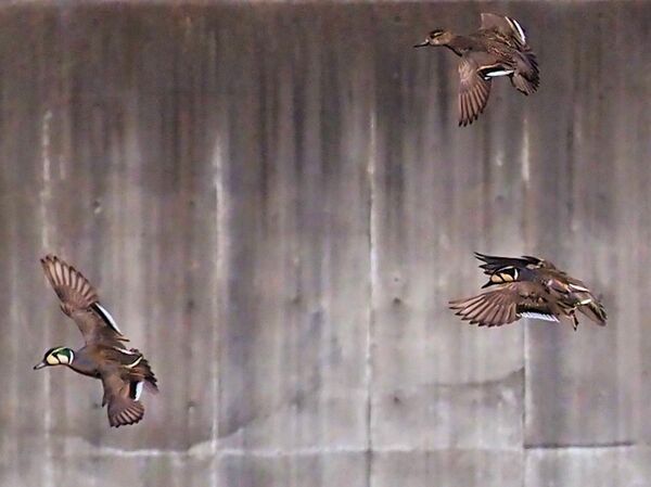 トモエガモ P3012024.jpg