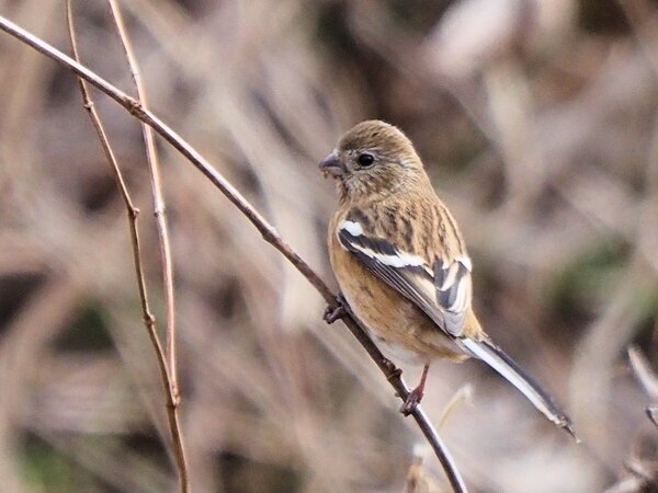 ベニマシコ♀　P2121692.JPG
