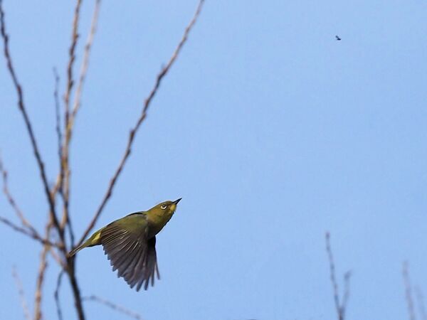 メジロ P3180113修.jpg