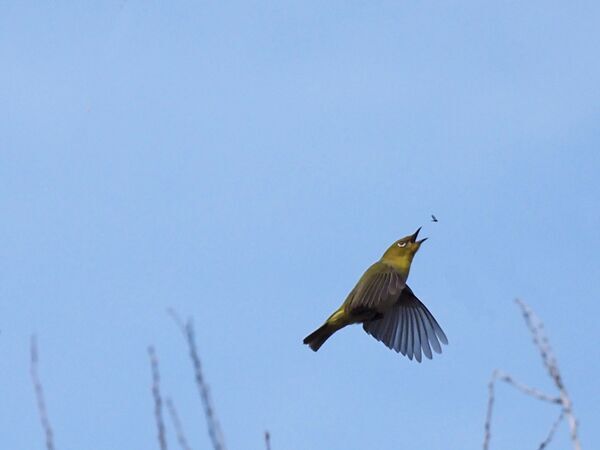 メジロ P3180114修.jpg