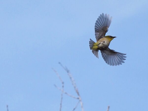 メジロ P3180115修.jpg