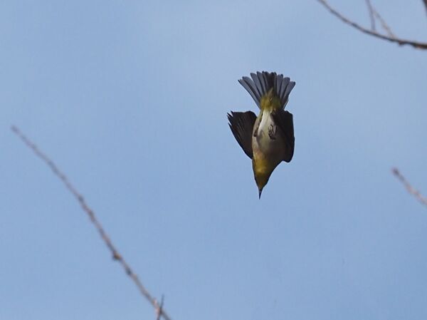 メジロ P3180662修.jpg