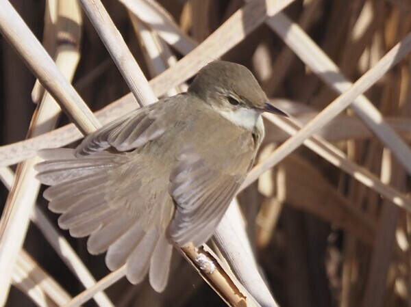 ヤブヨシキ　P2173370.JPG
