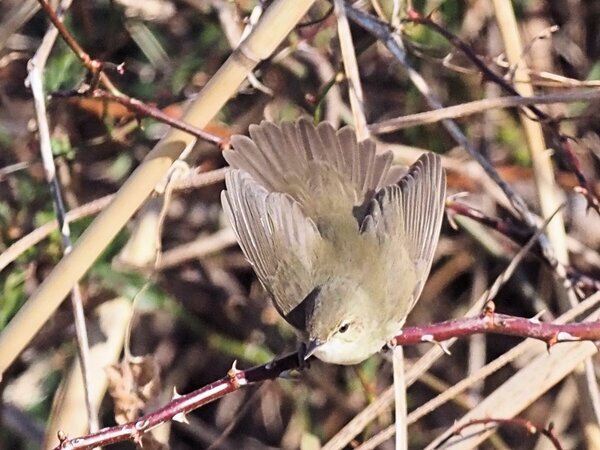 ヤブヨシキリ　P2172946.JPG