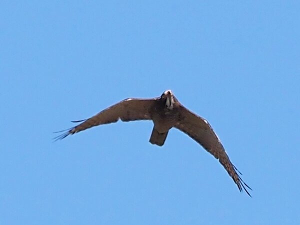 P4050034サシバ.JPG