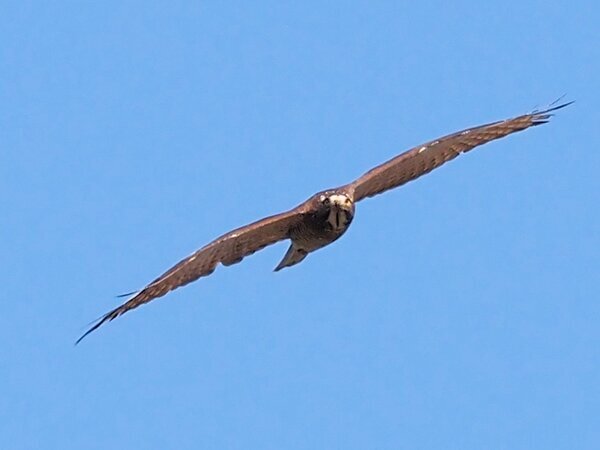 P4050121サシバ.JPG